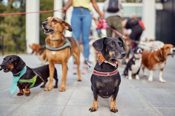 Santa Barbara Pets
