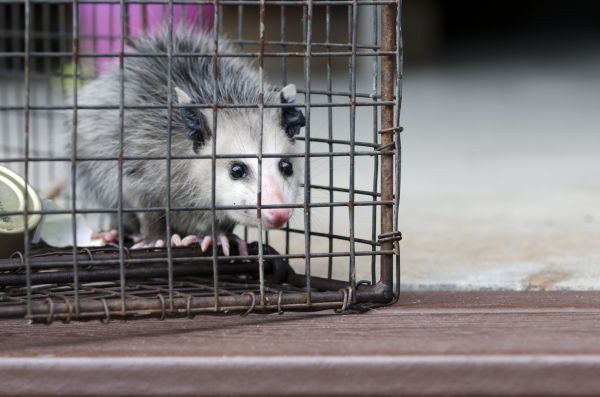 Santa Barbara Wildlife Removal