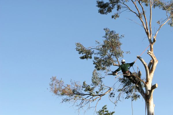 Santa Barbara Tree Trimming