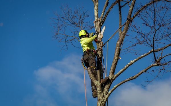 Santa Barbara Tree Removal