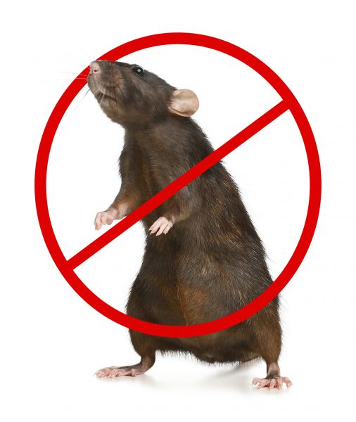 Santa Barbara Pest Control Service